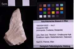 Foto (Objekt + Etiketten) von Decapoda indet. (NHMW-GEO-1990-0041-0522)